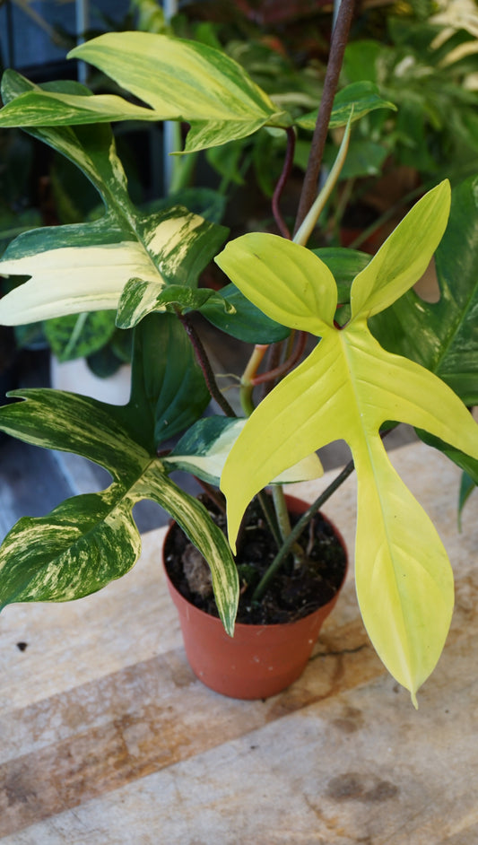 Philodendron Florida Beauty