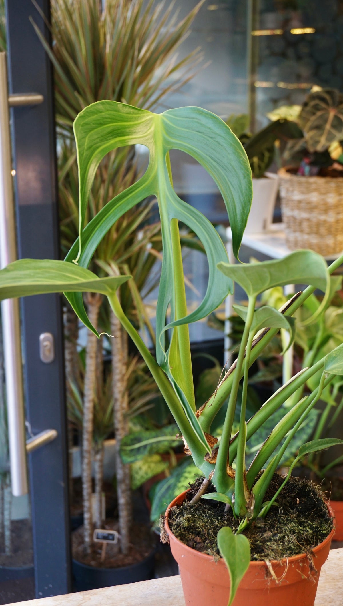 Monstera Burle Marx Flame