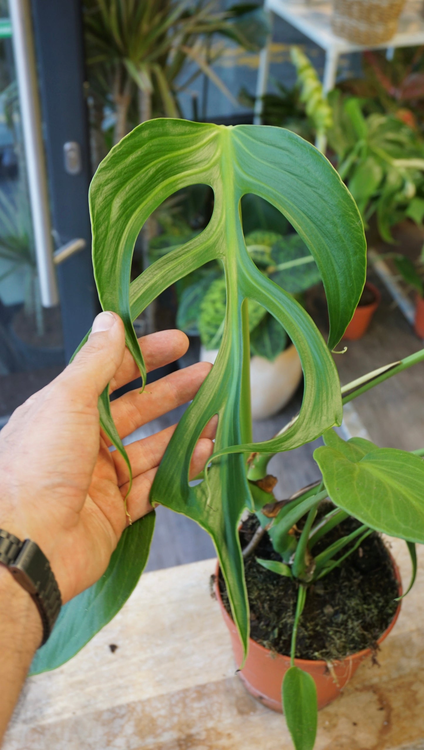 Monstera Burle Marx Flame