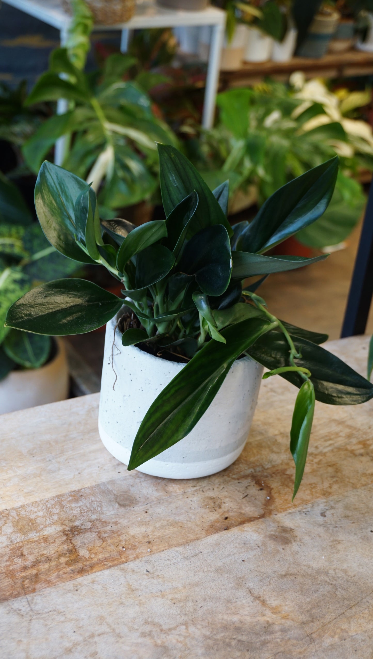 Scindapsus Treubii Dark Form