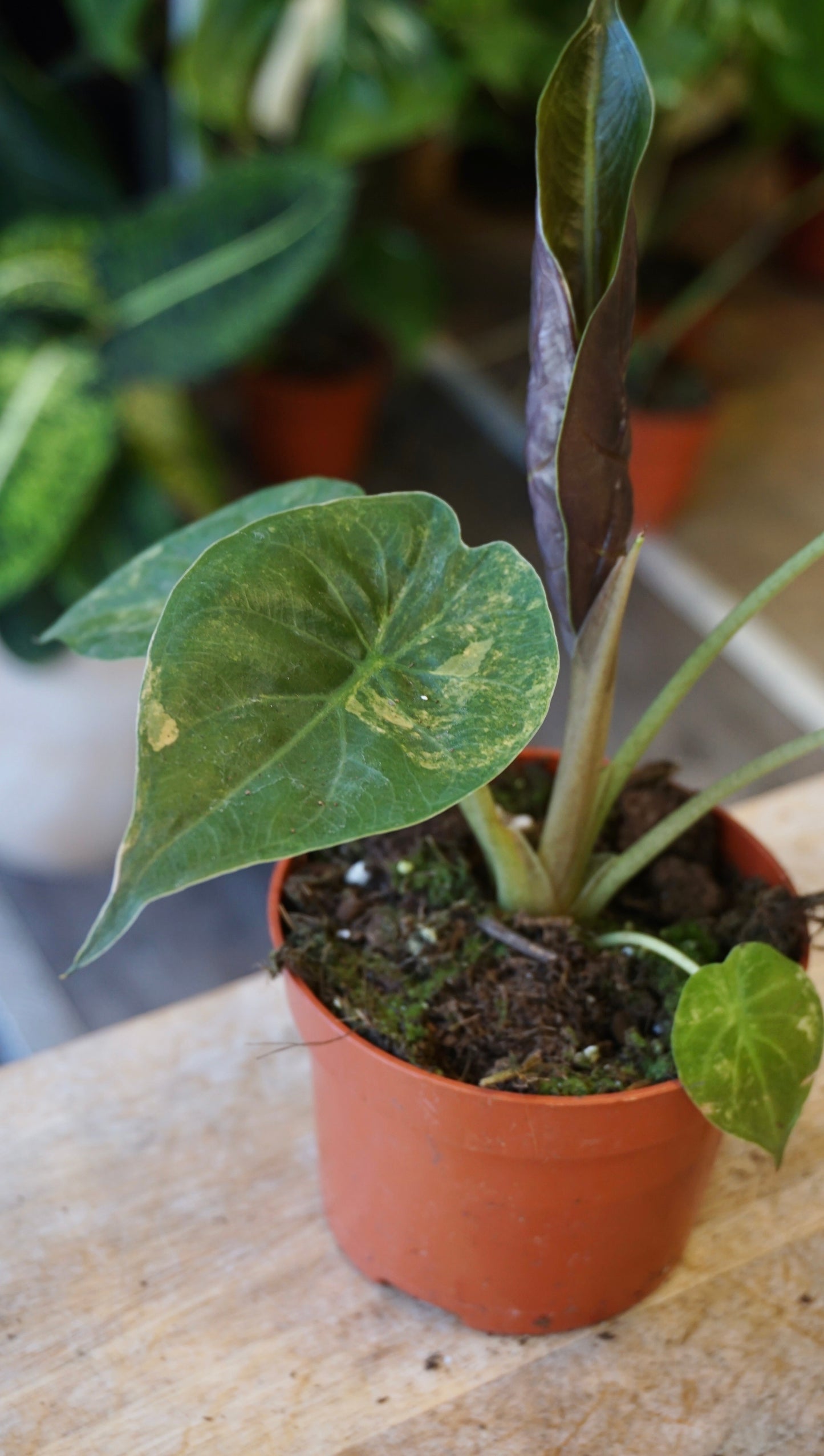 Alocasia Wentii Variegata