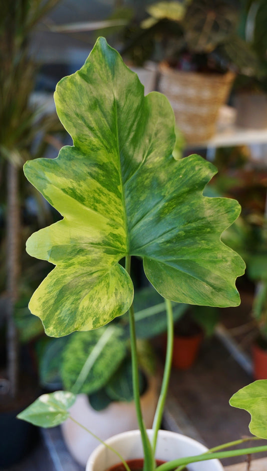 Philodendron Thaumatophyllum Variegata