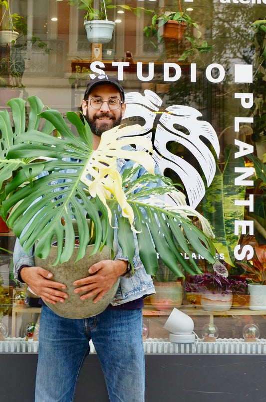 Monstera Deliciosa Albo Variegata Large Form studio plantes rares jungle jardinerie strasbourg rare plant shop online pflanzen
