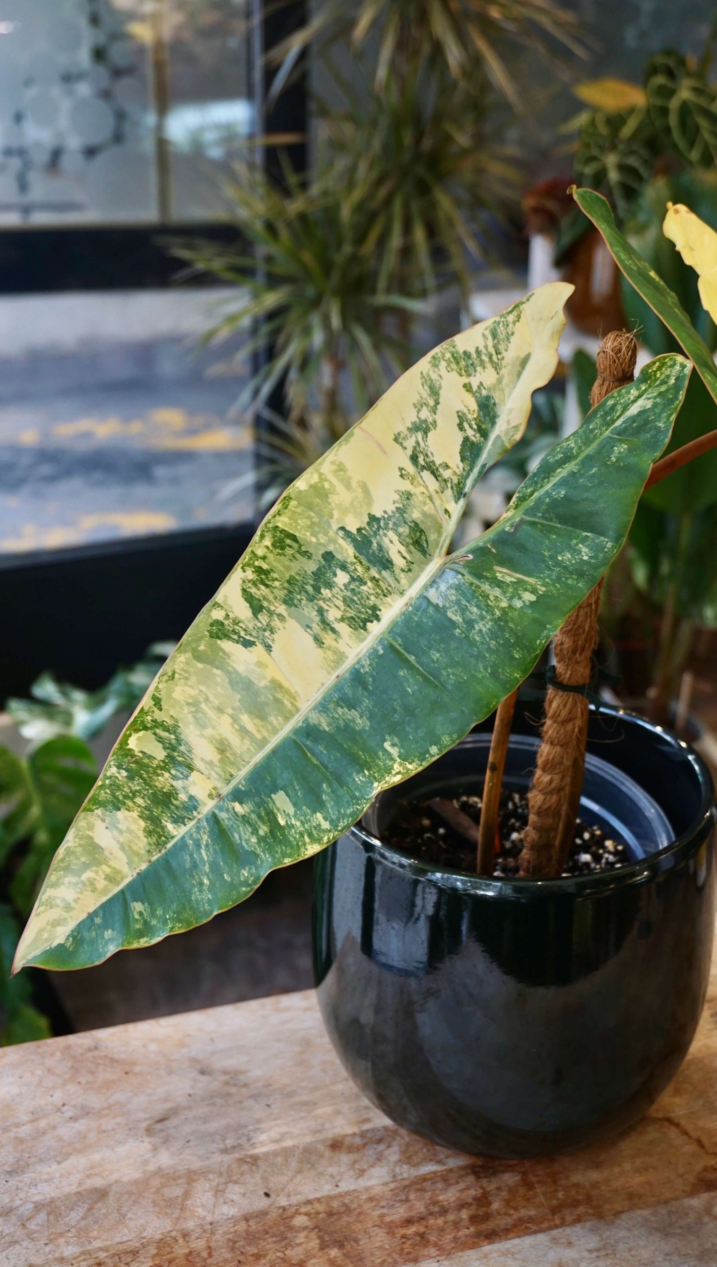 Philodendron Billietiae Variegata studio plantes rares jungle jardinerie strasbourg rare plant shop online pflanzen