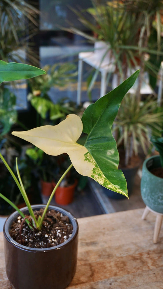 Philodendron Williamsii Variegata studio plantes rares jungle jardinerie strasbourg rare plant shop online pflanzen