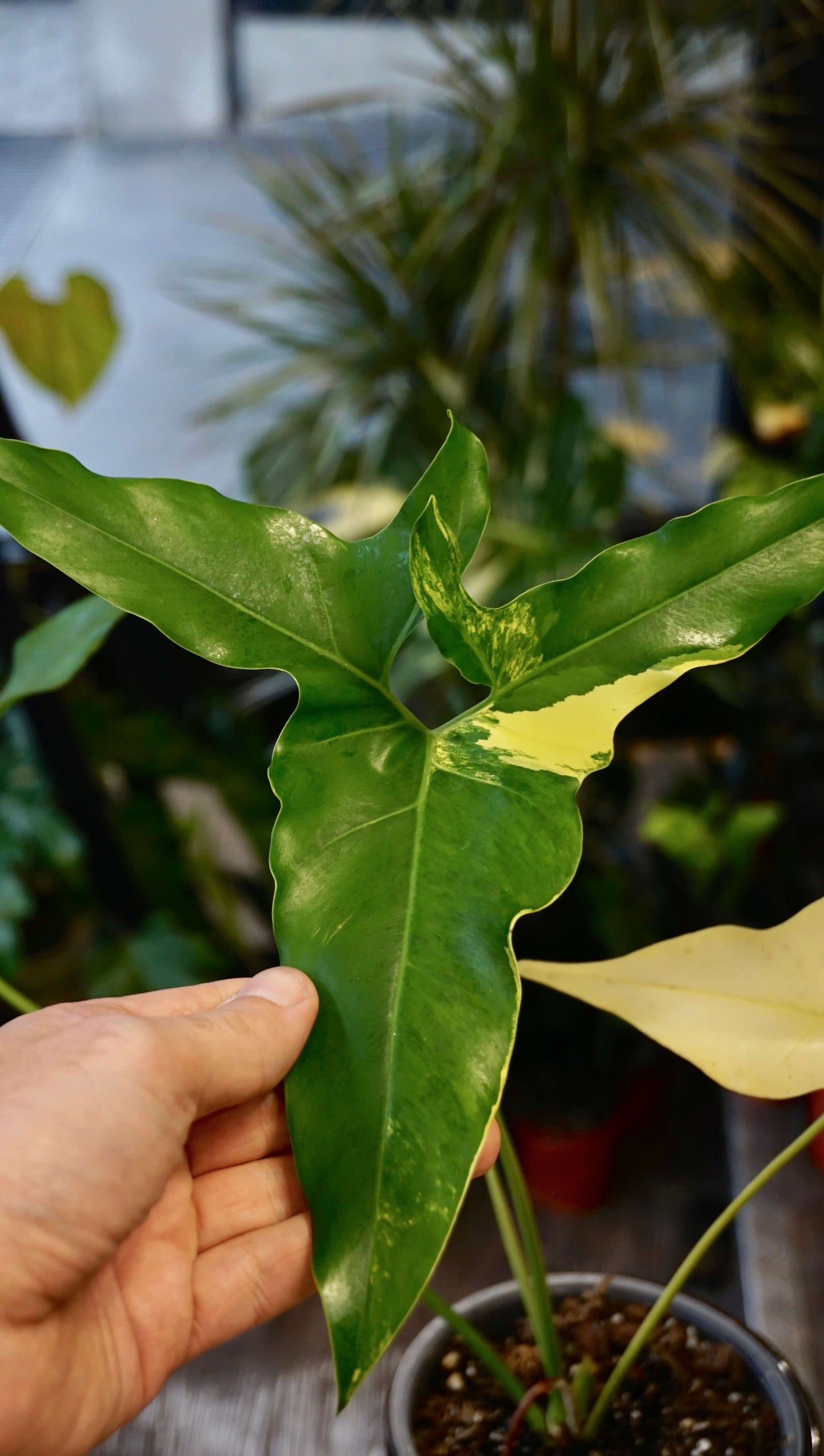 Philodendron Williamsii Variegata studio plantes rares jungle jardinerie strasbourg rare plant shop online pflanzen