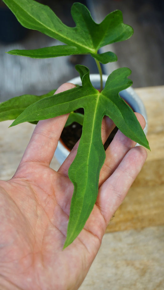 Anthurium Podophyllum studio plantes rares jungle jardinerie strasbourg rare plant shop online pflanzen