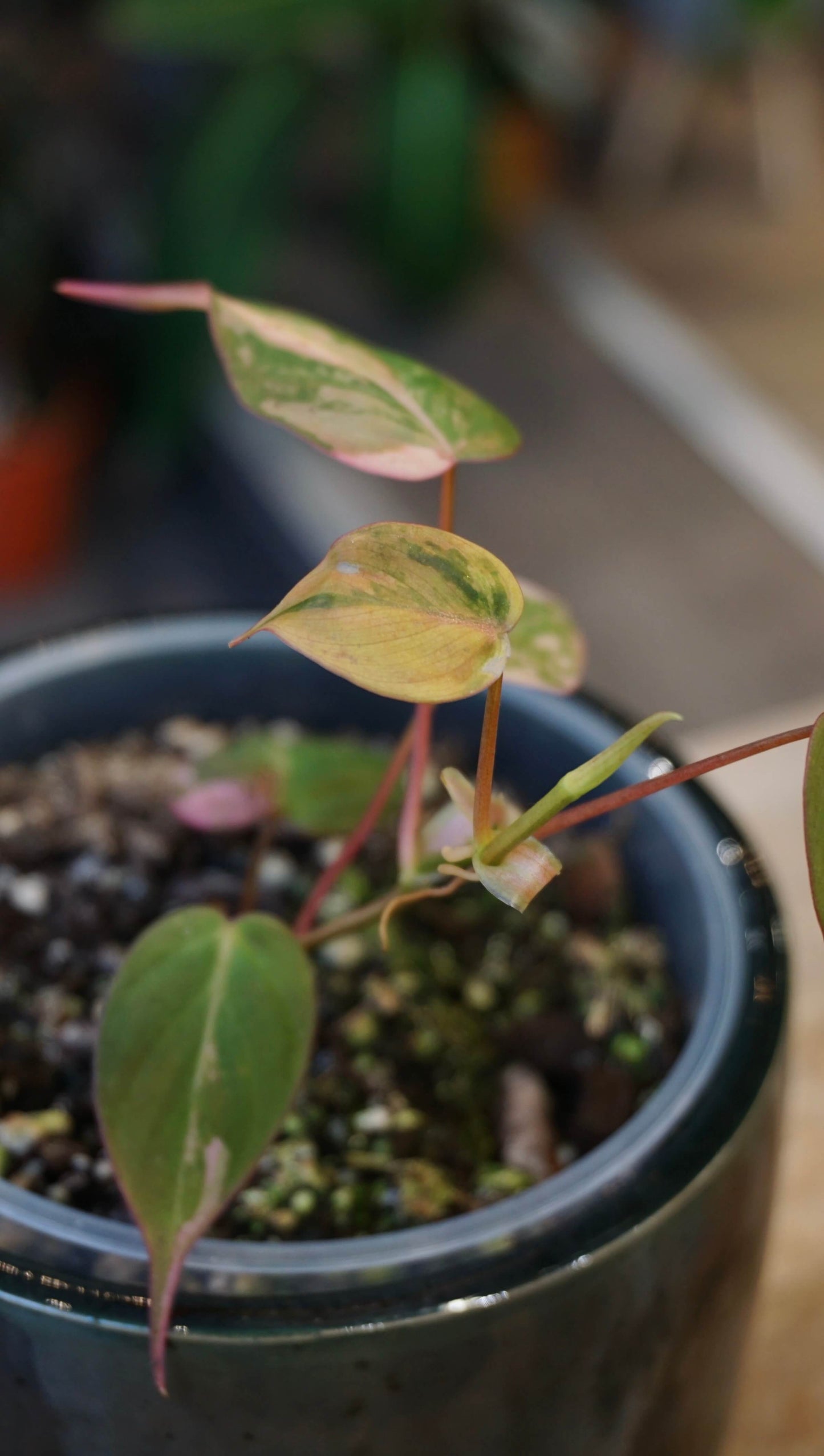 Philodendron Micans Pink Variegata studio plantes rares jungle jardinerie strasbourg rare plant shop online pflanzen
