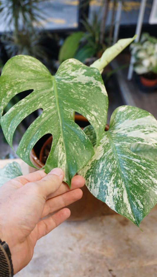 Monstera White Monster large form kunzo studio plantes rares jungle jardinerie strasbourg rare plant shop online pflanzen