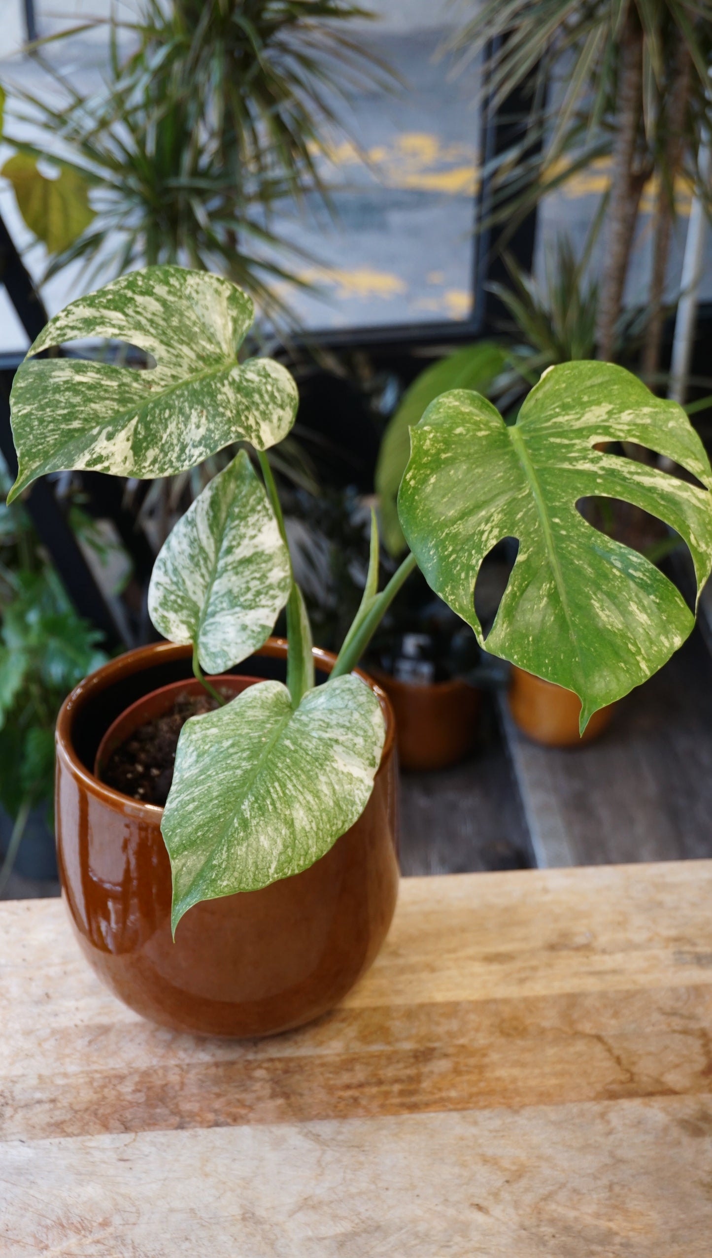 Monstera White Monster large form kunzo studio plantes rares jungle jardinerie strasbourg rare plant shop online pflanzen