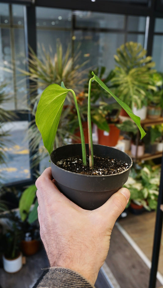 Monstera Sierrana Mexican Form studio plantes rares jungle jardinerie strasbourg rare plant shop online pflanzen