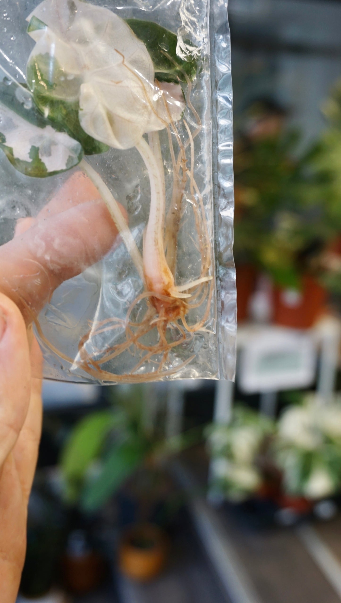 Alocasia Pink Balloon Variegata studio plantes rares jungle jardinerie strasbourg rare plant shop online pflanzen tissue culture tc