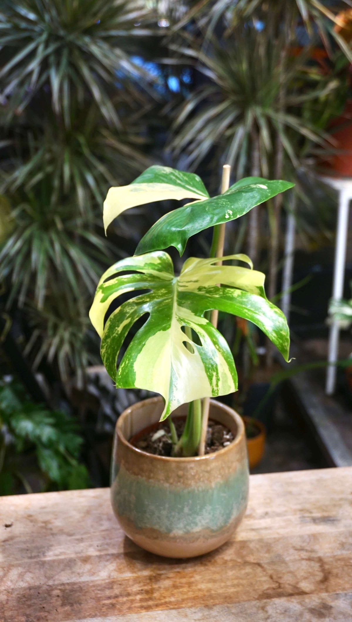 Monstera Aurea Yellow Marilyn