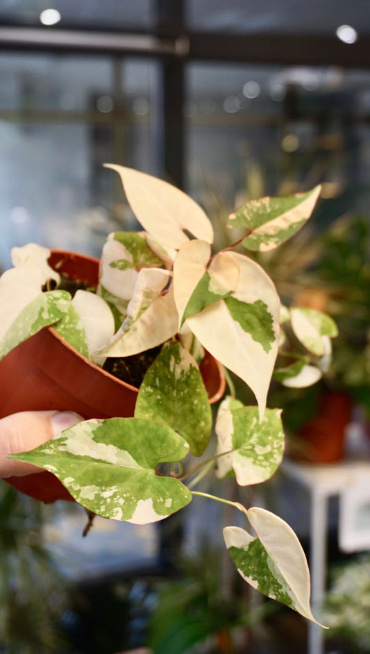 Fallopia Multiflora Variegata studio plantes rares jungle jardinerie strasbourg rare plant shop online pflanzen