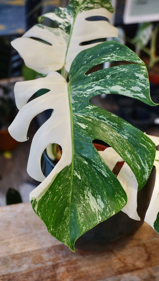Monstera Variegata studio plantes rares jungle jardinerie strasbourg rare plant shop online pflanzen