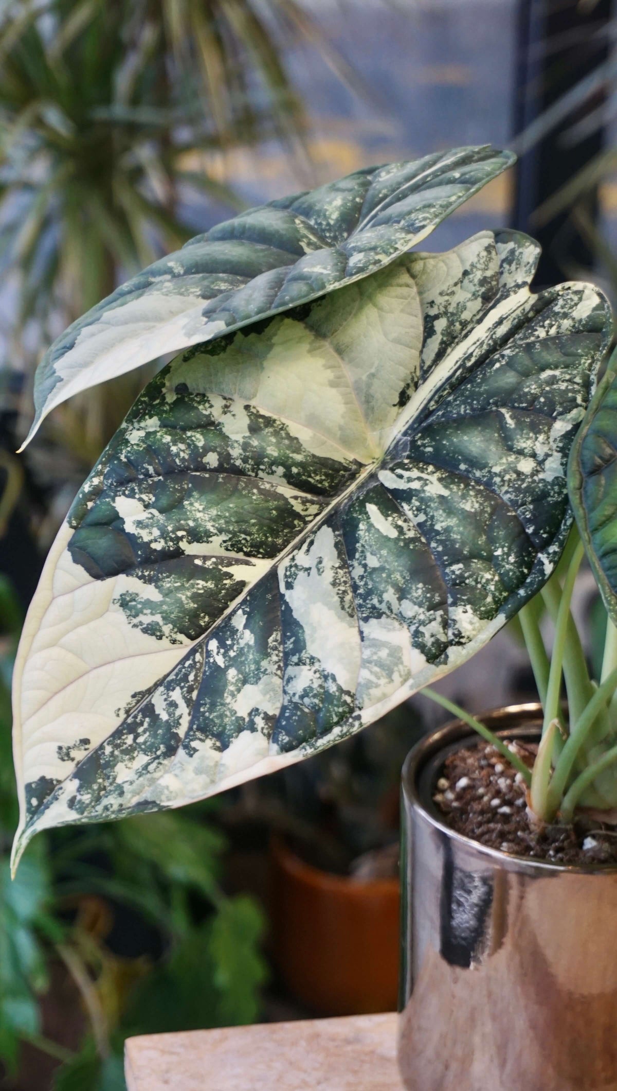 Alocasia Dragon Scale Variegata studio plantes rares jungle jardinerie strasbourg rare plant shop online pflanzen