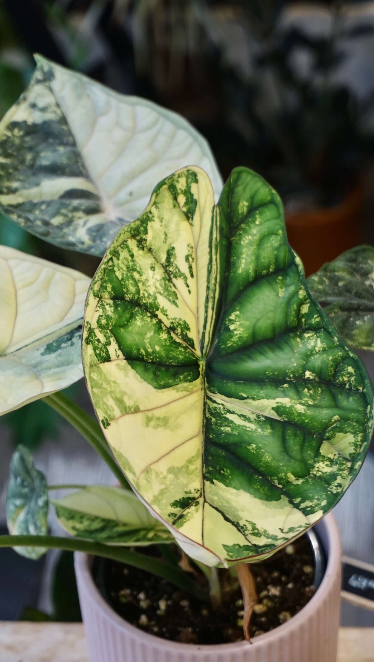 Alocasia Dragon Scale Variegata studio plantes rares jungle jardinerie strasbourg rare plant shop online pflanzen