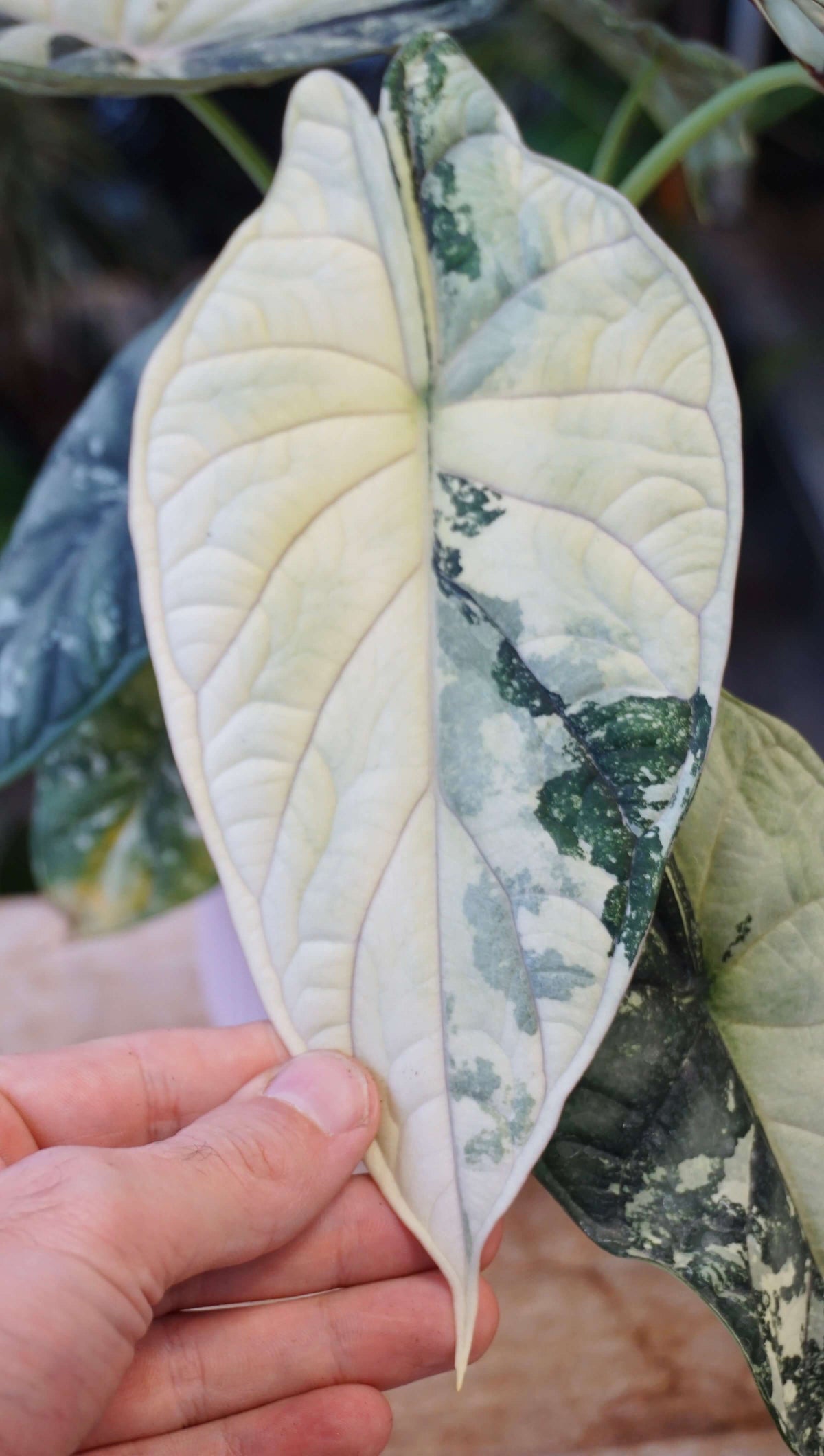 Alocasia Dragon Scale Variegata studio plantes rares jungle jardinerie strasbourg rare plant shop online pflanzen