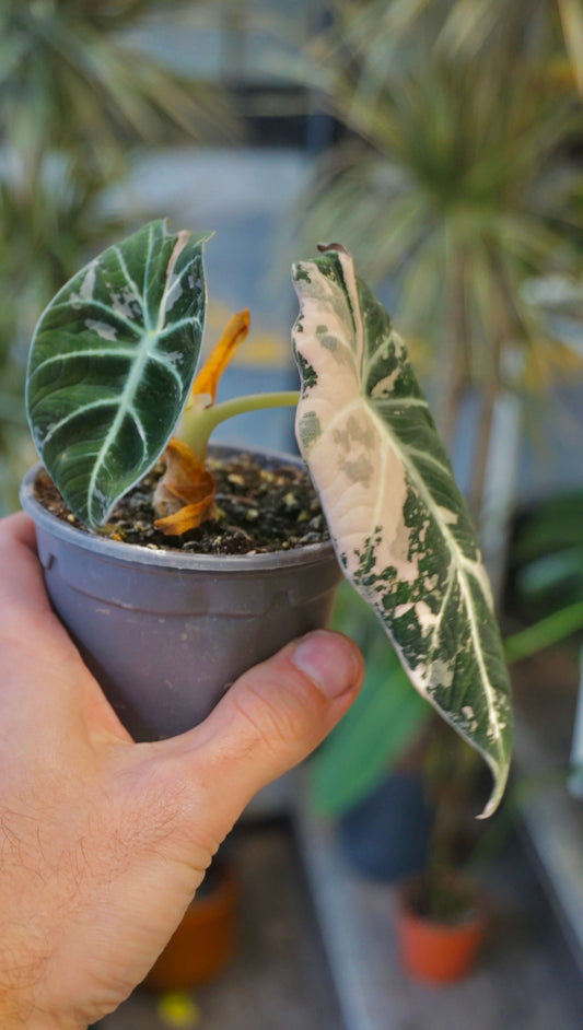 Alocasia Black Velvet Pink Variegata studio plantes rares jungle jardinerie strasbourg rare plant shop online pflanzen