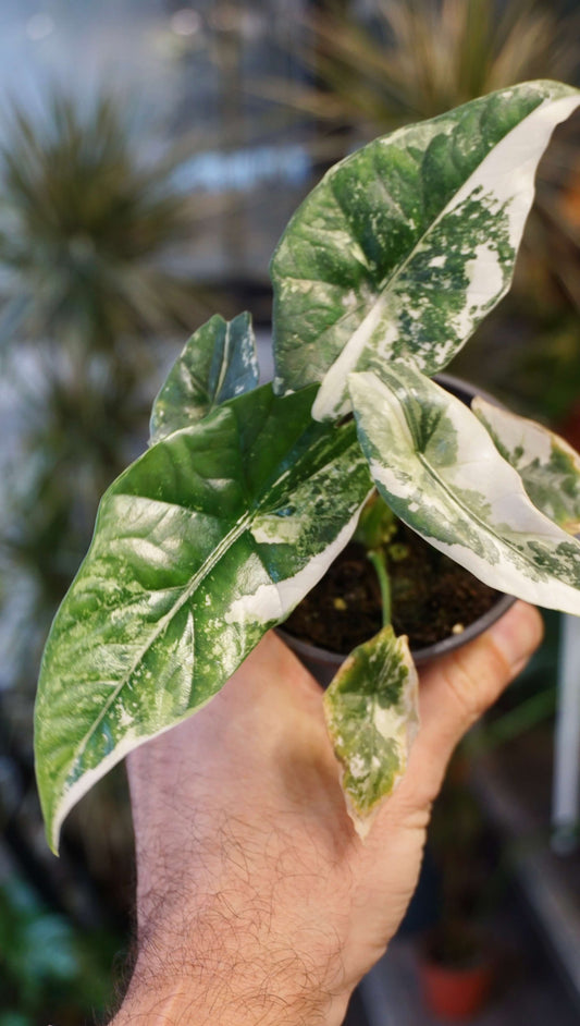 Alocasia Simpo Albo Variegata studio plantes rares jungle jardinerie strasbourg rare plant shop online pflanzen