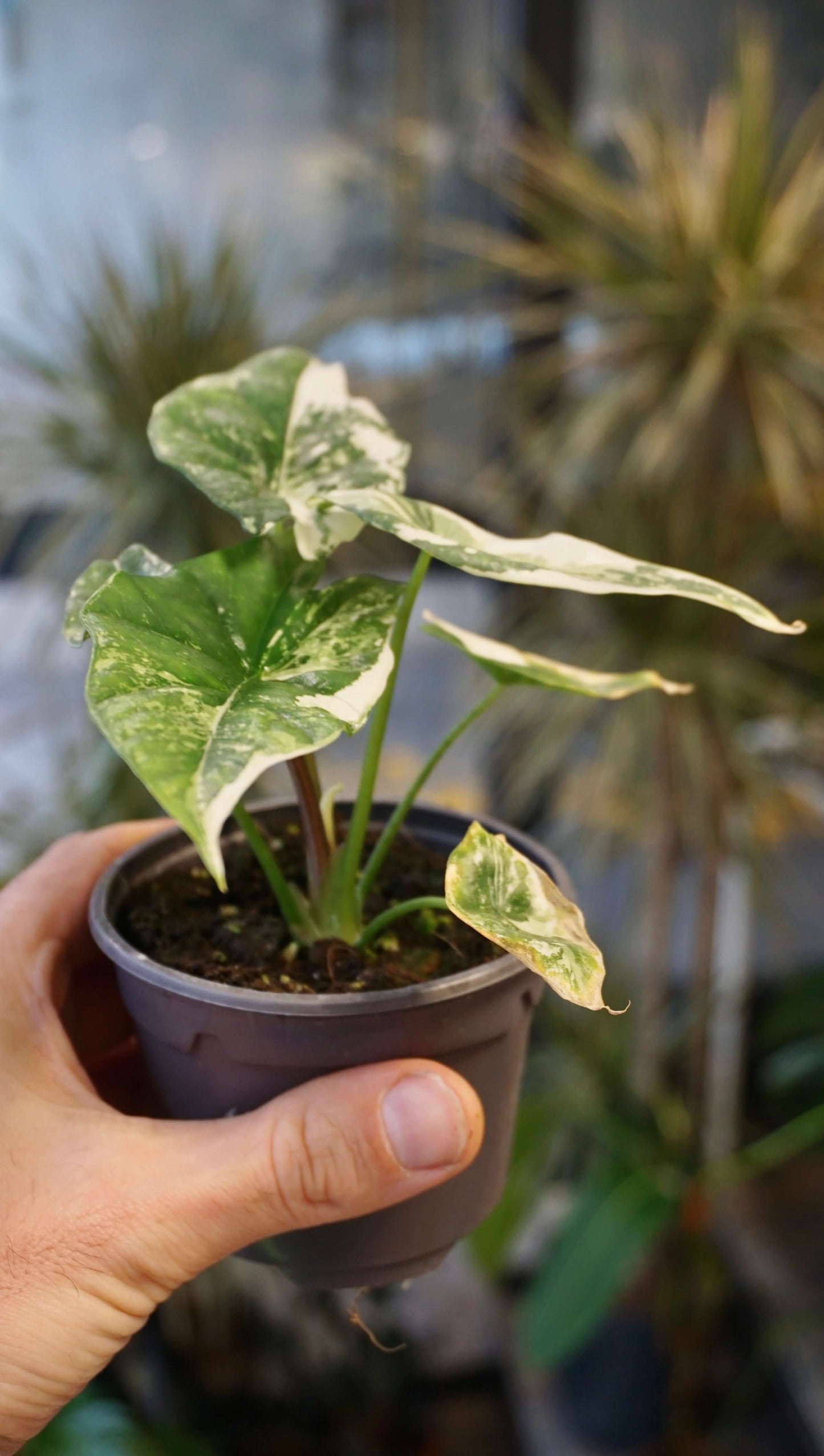 Alocasia Simpo Albo Variegata studio plantes rares jungle jardinerie strasbourg rare plant shop online pflanzen