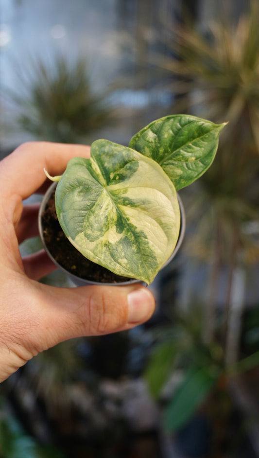Alocasia Silver Dragon Aurea Variegata studio plantes rares jungle jardinerie strasbourg rare plant shop online pflanzen