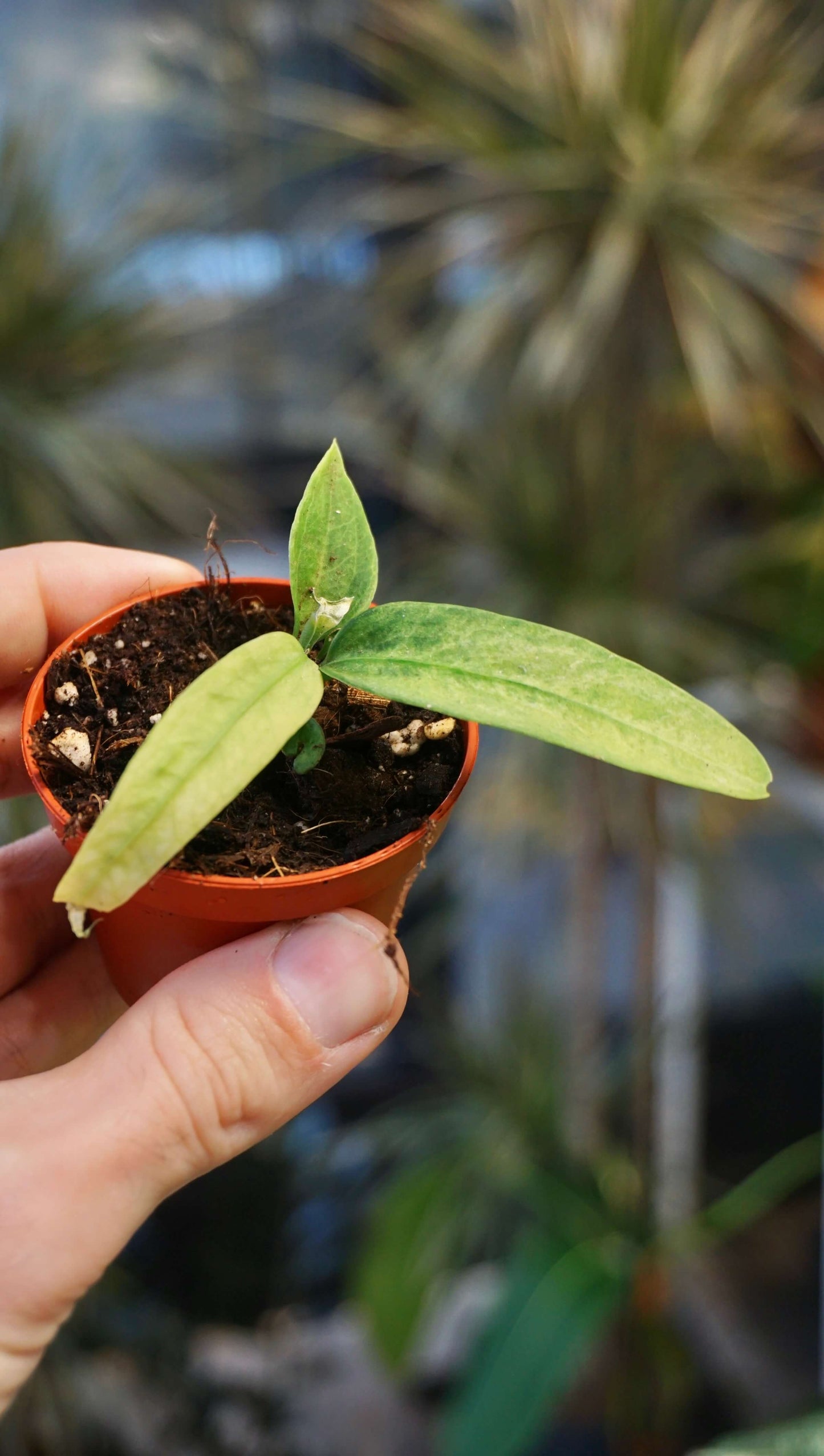 Anthurium Vittarifolium Variegata studio plantes rares jungle jardinerie strasbourg rare plant shop online pflanzen