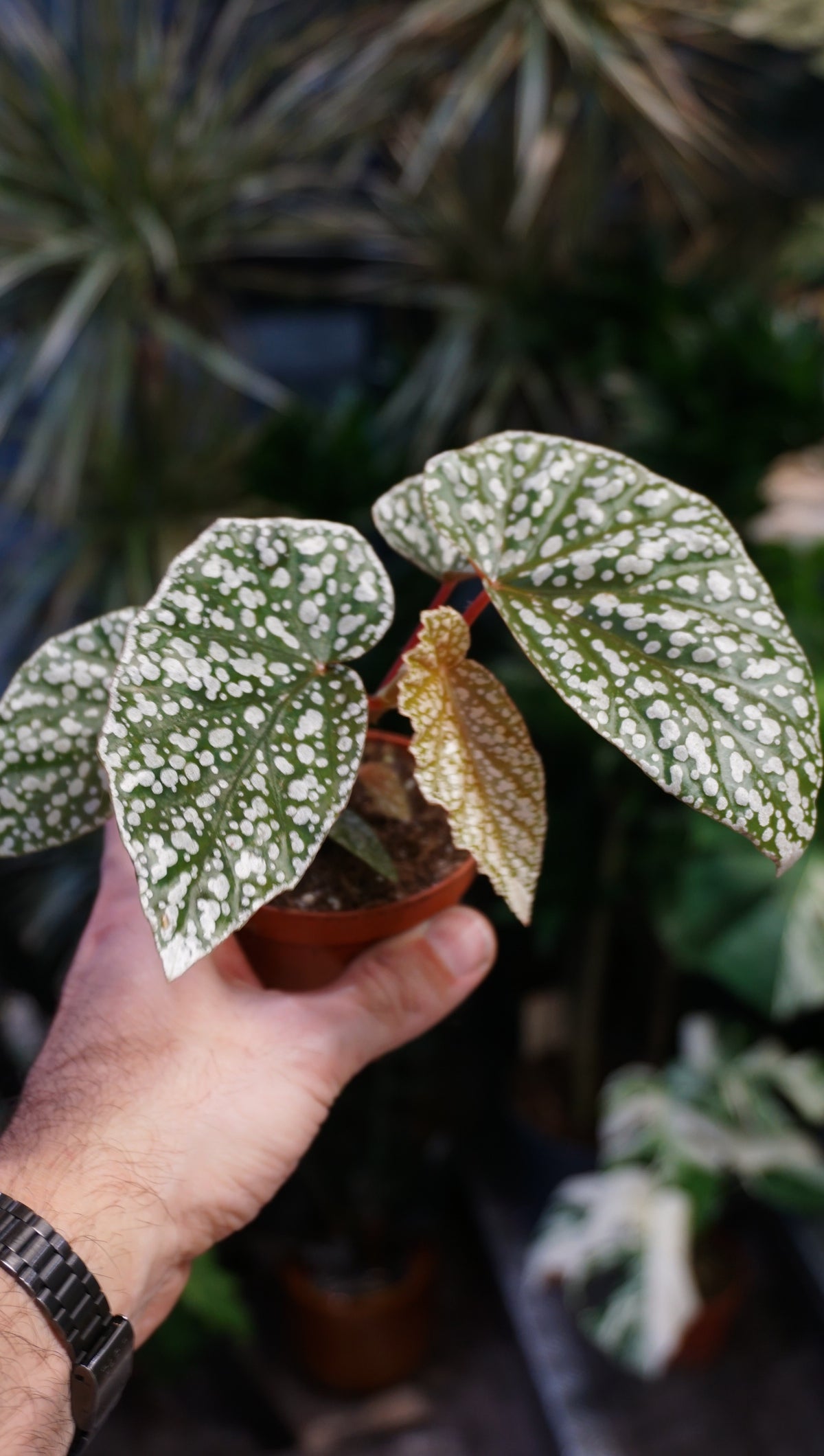 Begonia Snow capped studio plantes rares jungle jardinerie strasbourg rare plant shop online pflanzen