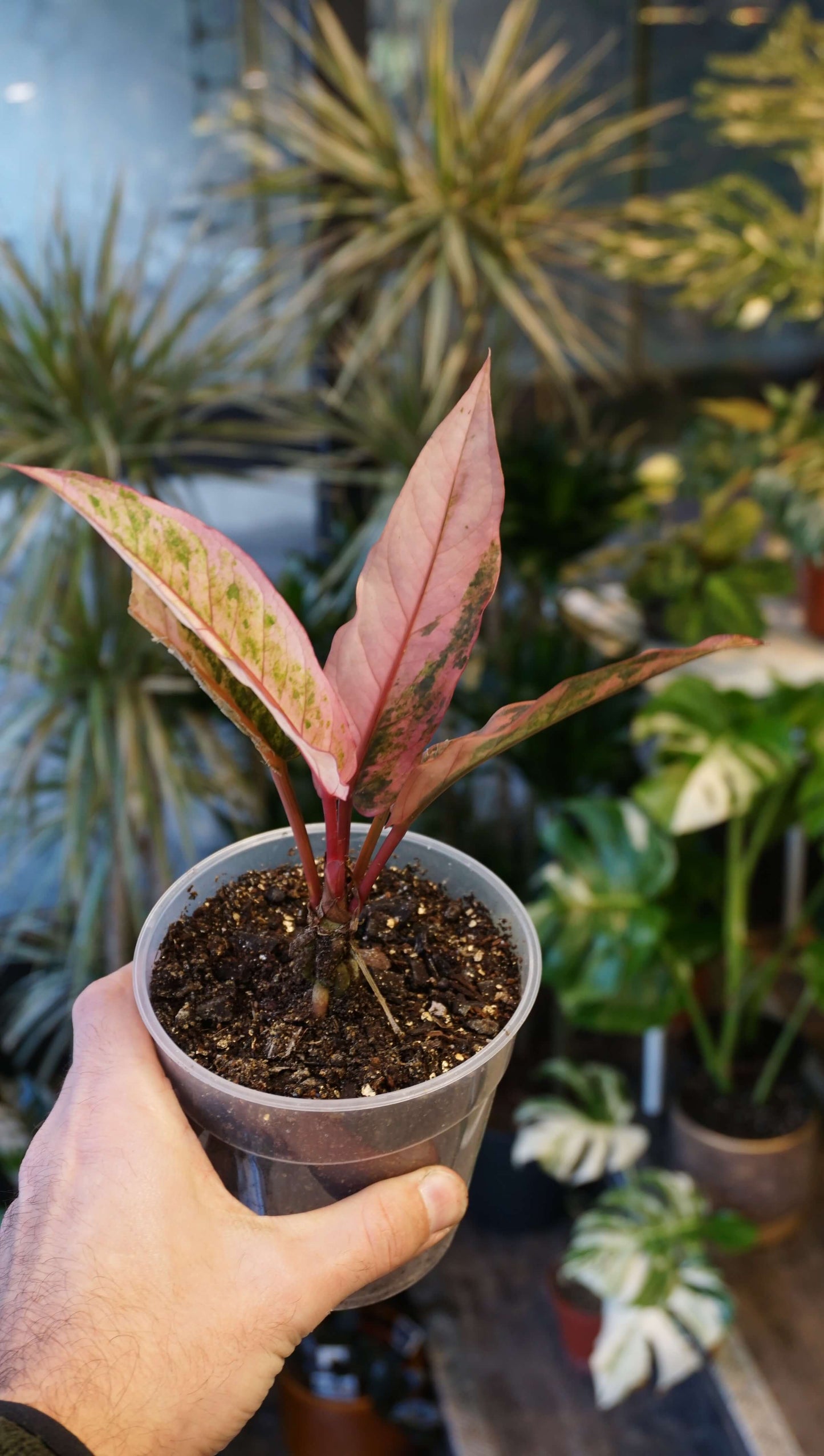 Anthurium Hookery Pink Variegata studio plantes rares jungle jardinerie strasbourg rare plant shop online pflanzen