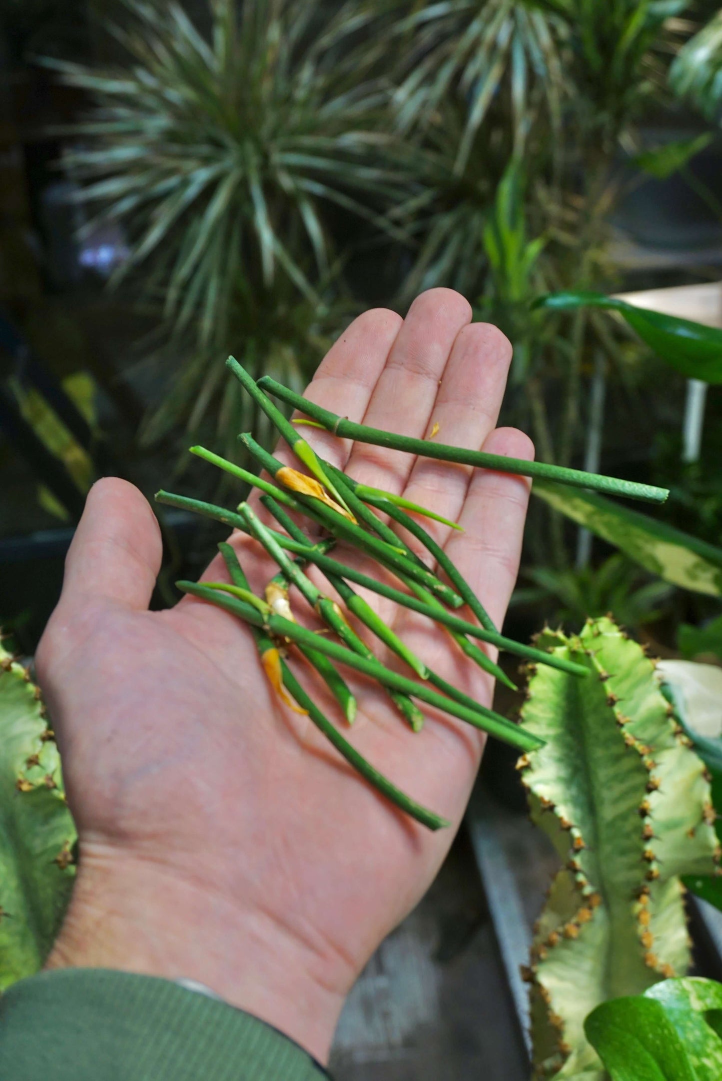 Monstera Yasuni (nodes)