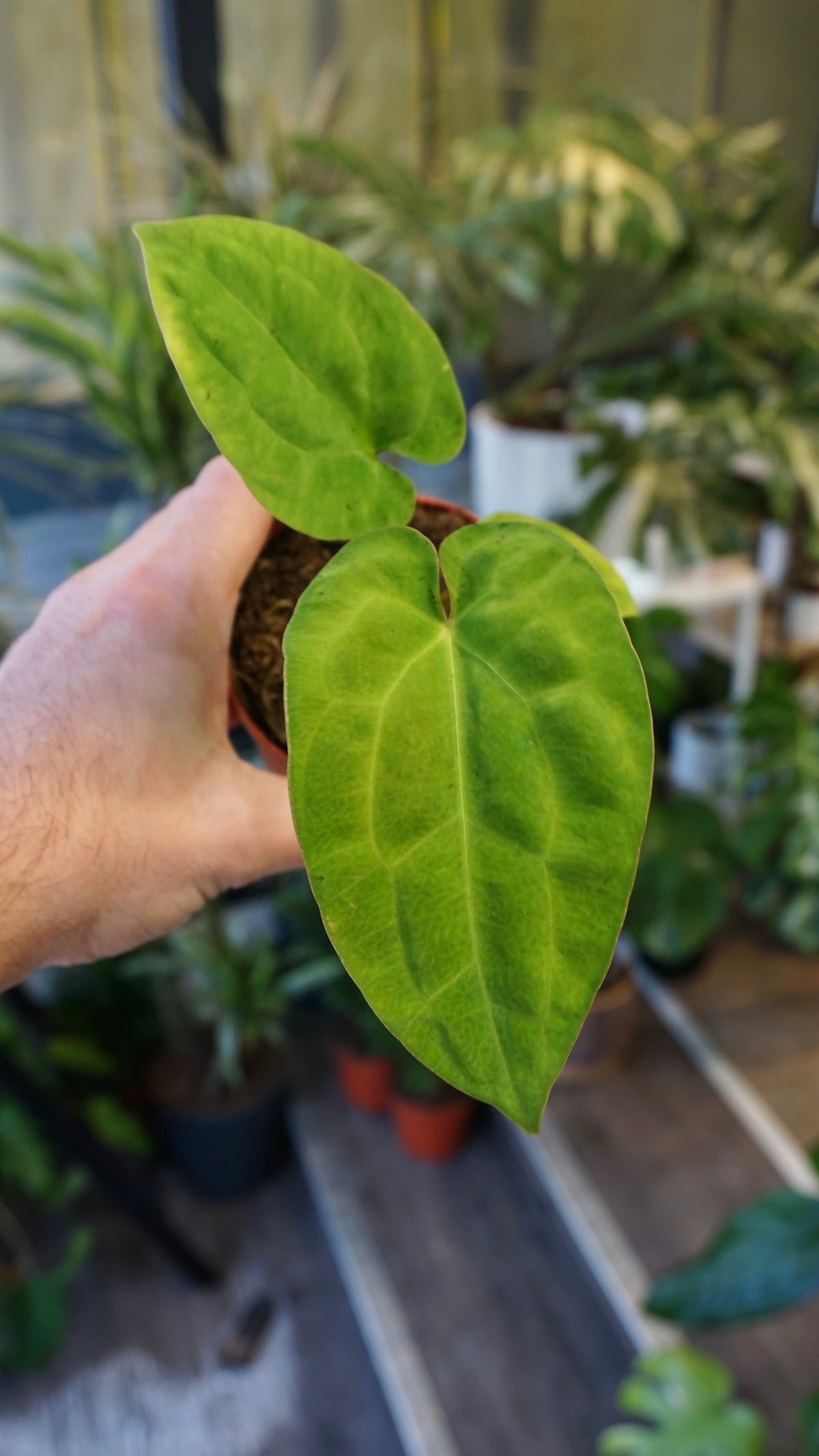 Anthurium King of Spades x (Forgetii x Goliath)
