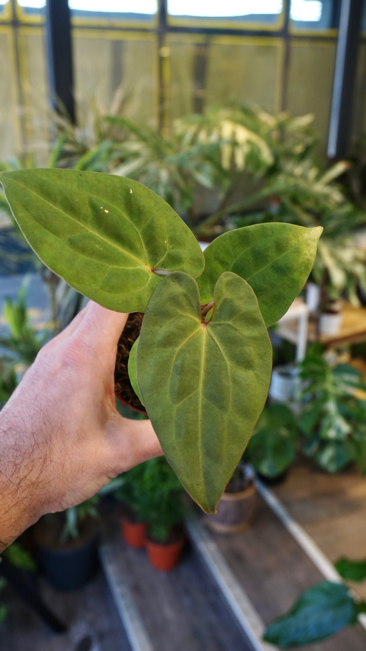 Anthurium King of Spades x (Forgetii x Goliath)