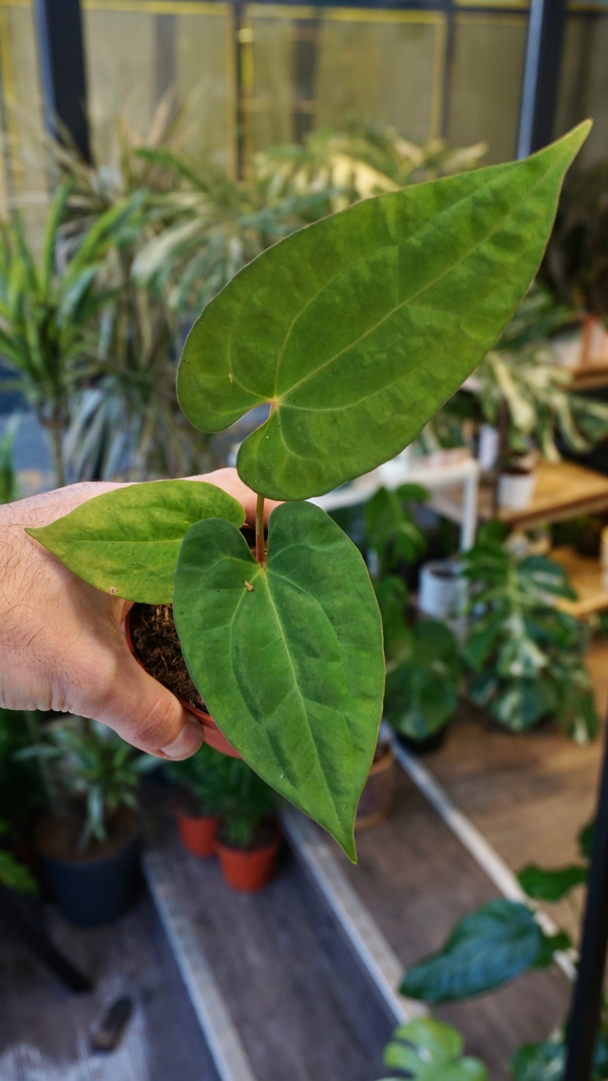 Anthurium King of Spades x (Forgetii x Goliath)