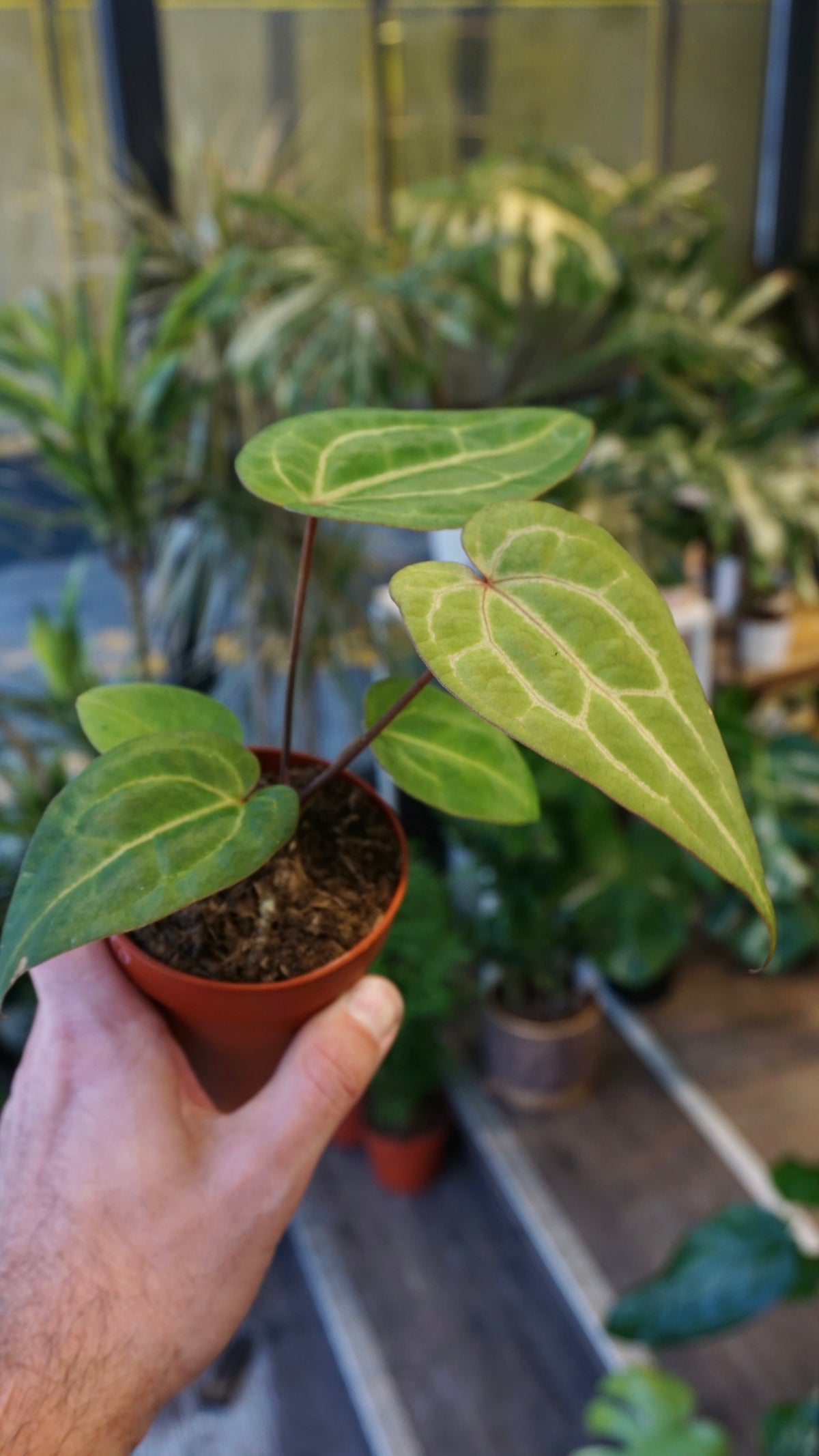 Anthurium Goliath x Blood Queen