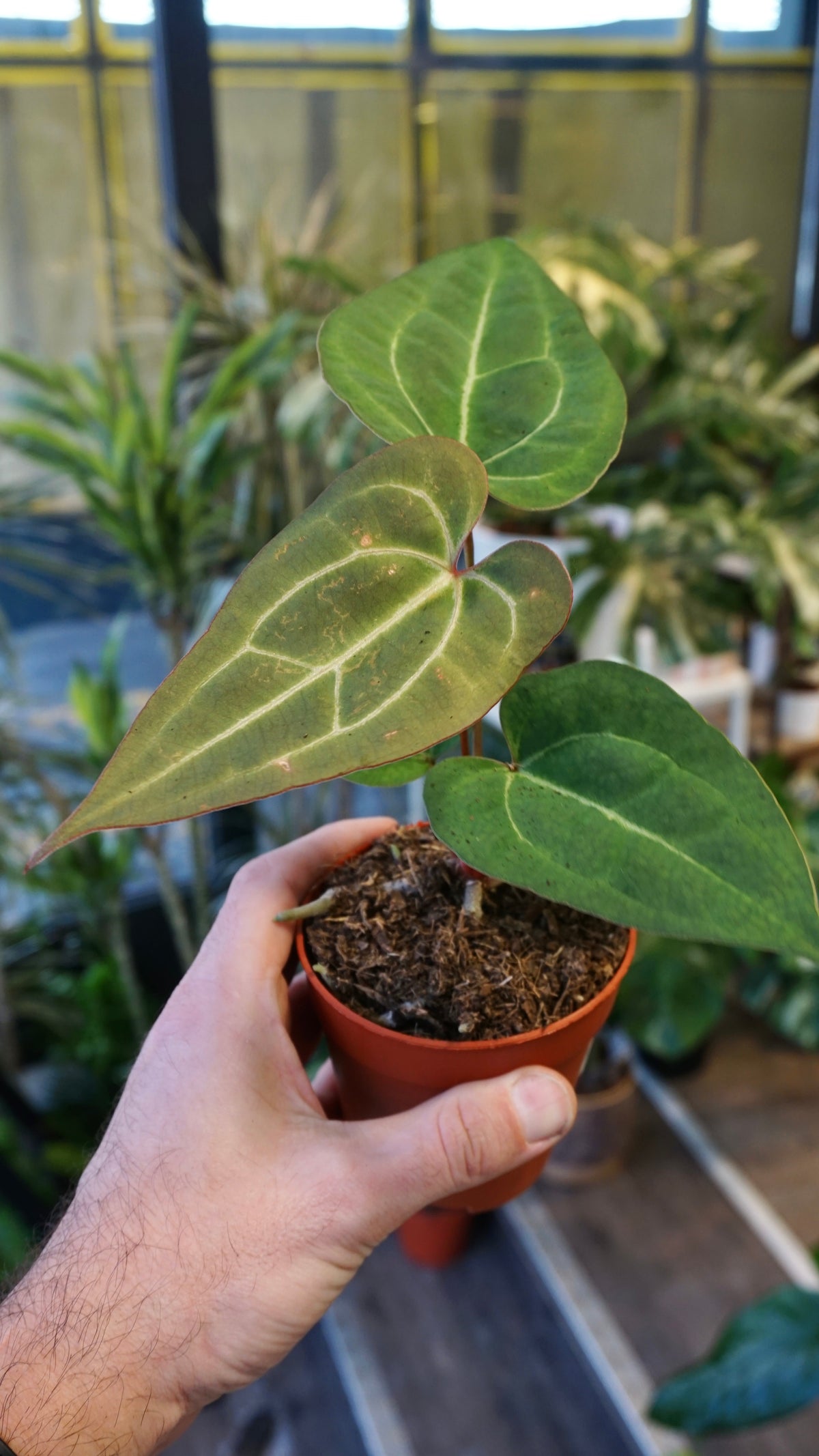 Anthurium Goliath x Blood Queen