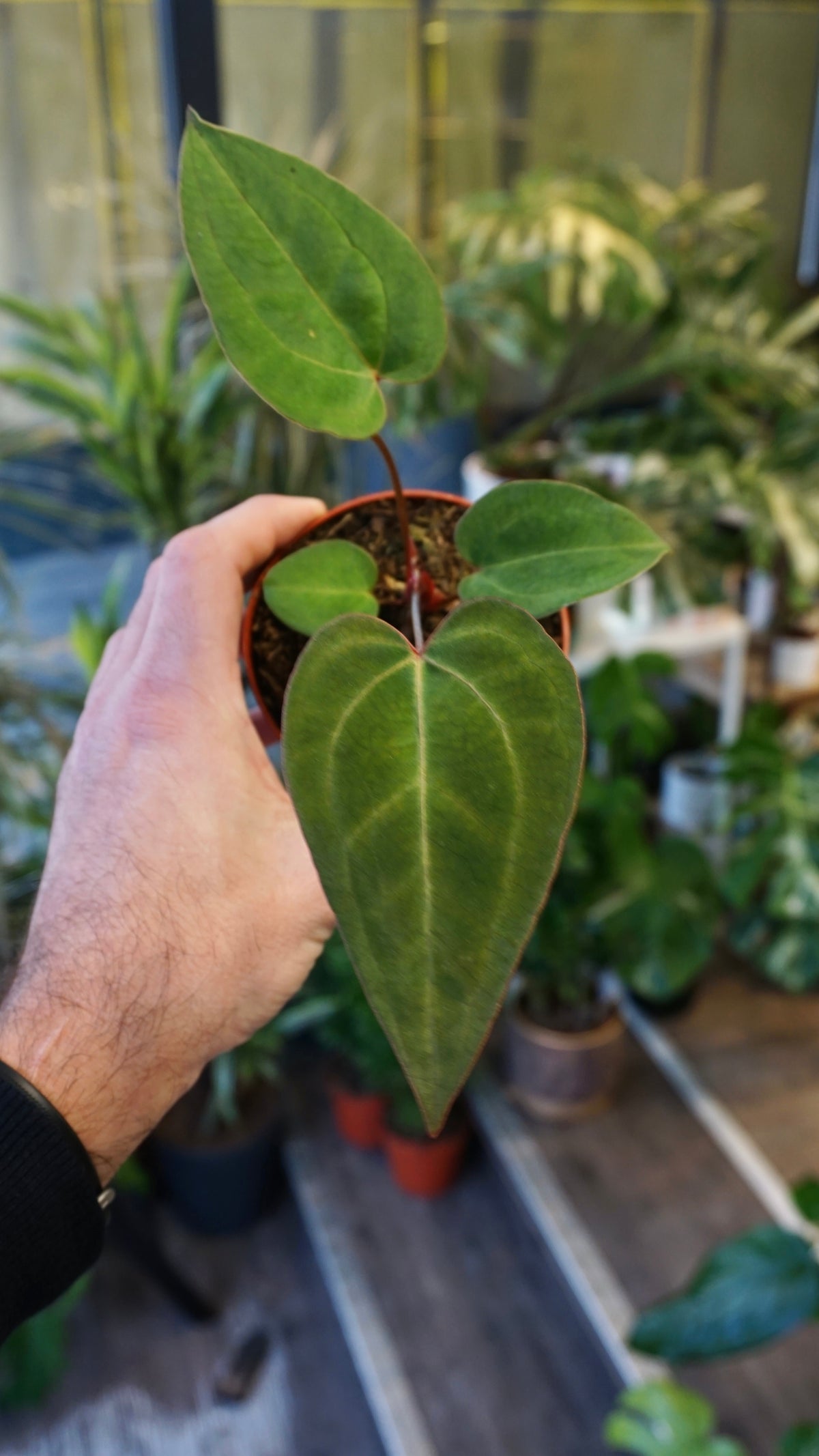 Anthurium Goliath x Blood Queen