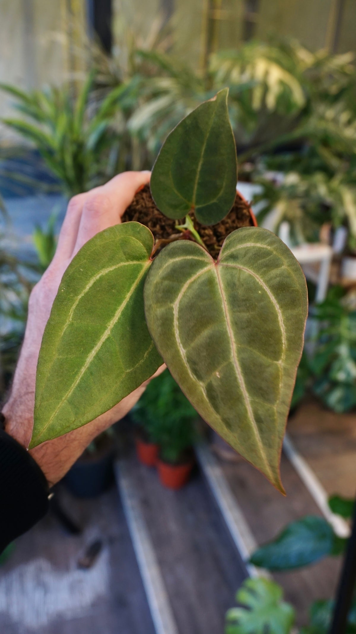 Anthurium Goliath x Blood Queen