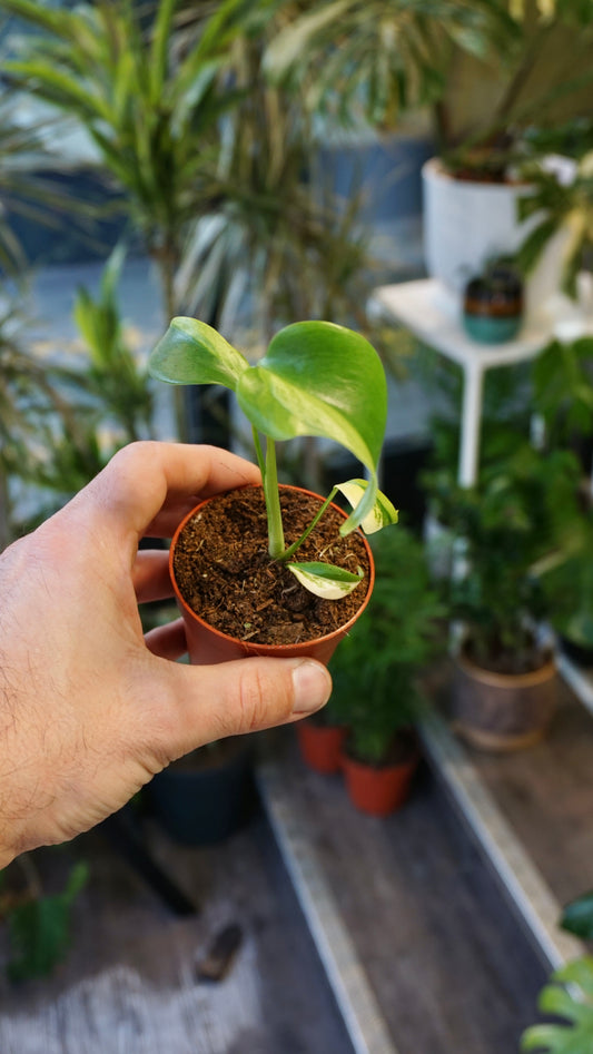 Monstera Green on Green