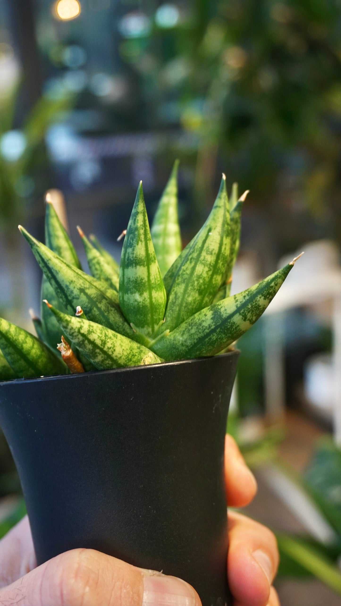 Sansevieria Cylindrica Dwarf Boncel