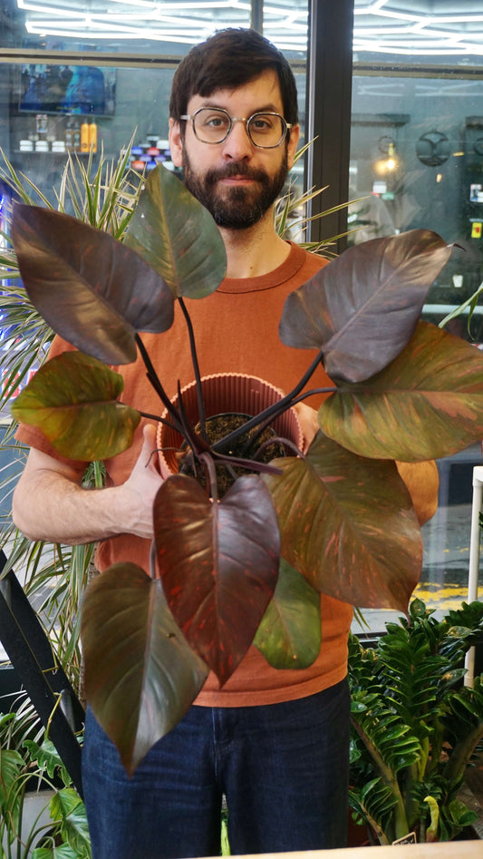 Philodendron Orange Princess studio plantes rares jungle jardinerie strasbourg rare plant shop online pflanzen