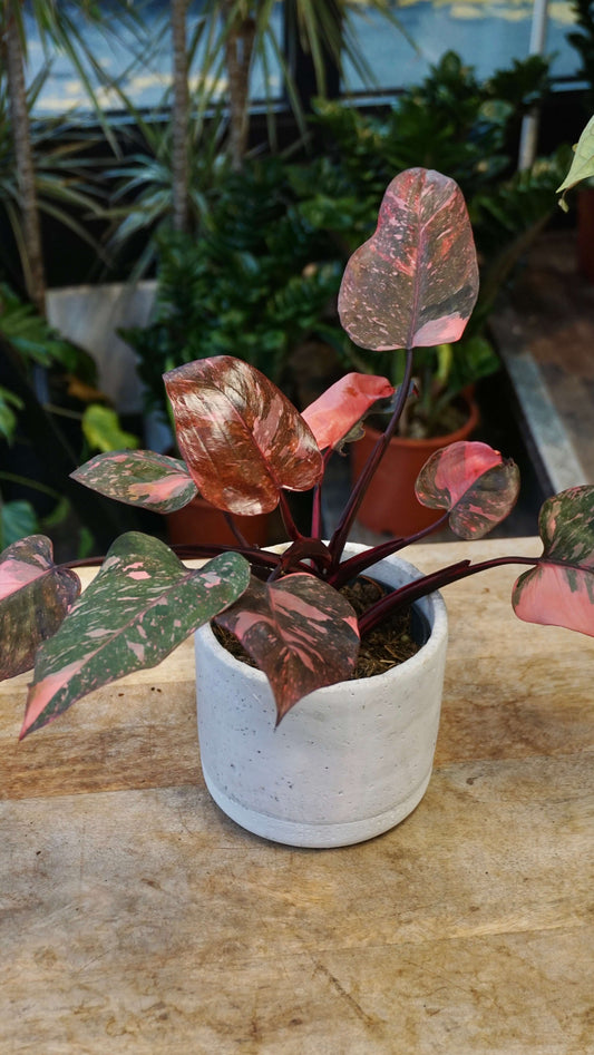 Philodendron Pink Princess Galaxy studio plantes rares jungle jardinerie boutique strasbourg rare plant shop online pflanzen