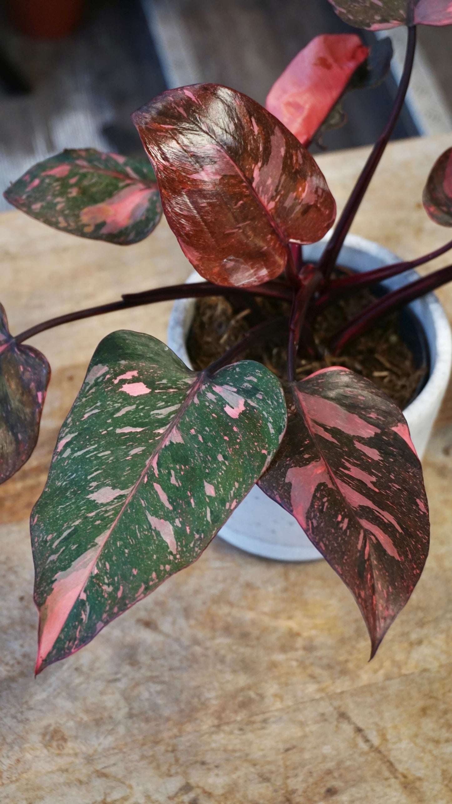 Philodendron Pink Princess Galaxy studio plantes rares jungle jardinerie boutique strasbourg rare plant shop online pflanzen
