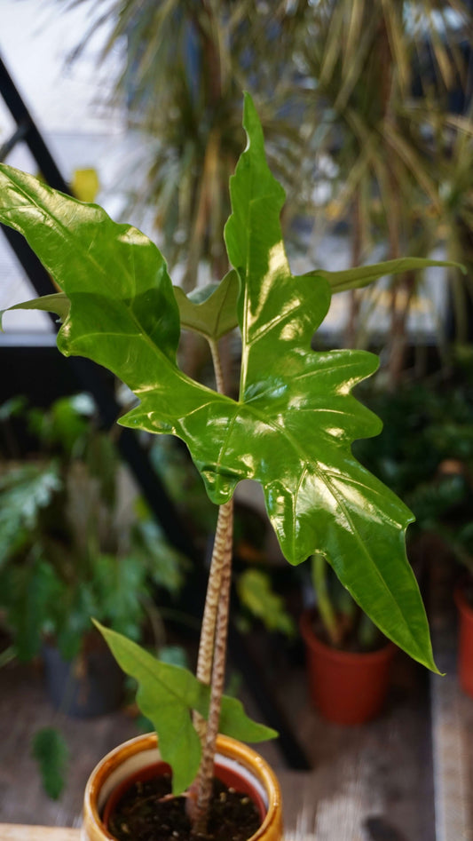 Alocasia Batwing studio plantes rares jungle jardinerie strasbourg rare plant shop online pflanzen