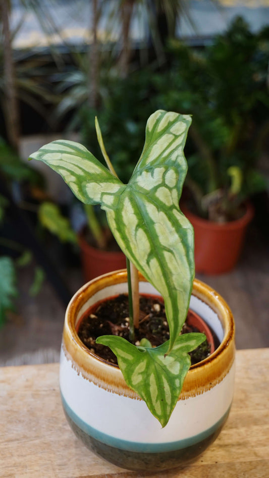 Cercestis Mirabilis studio plantes rares jungle jardinerie strasbourg rare plant shop online pflanzen