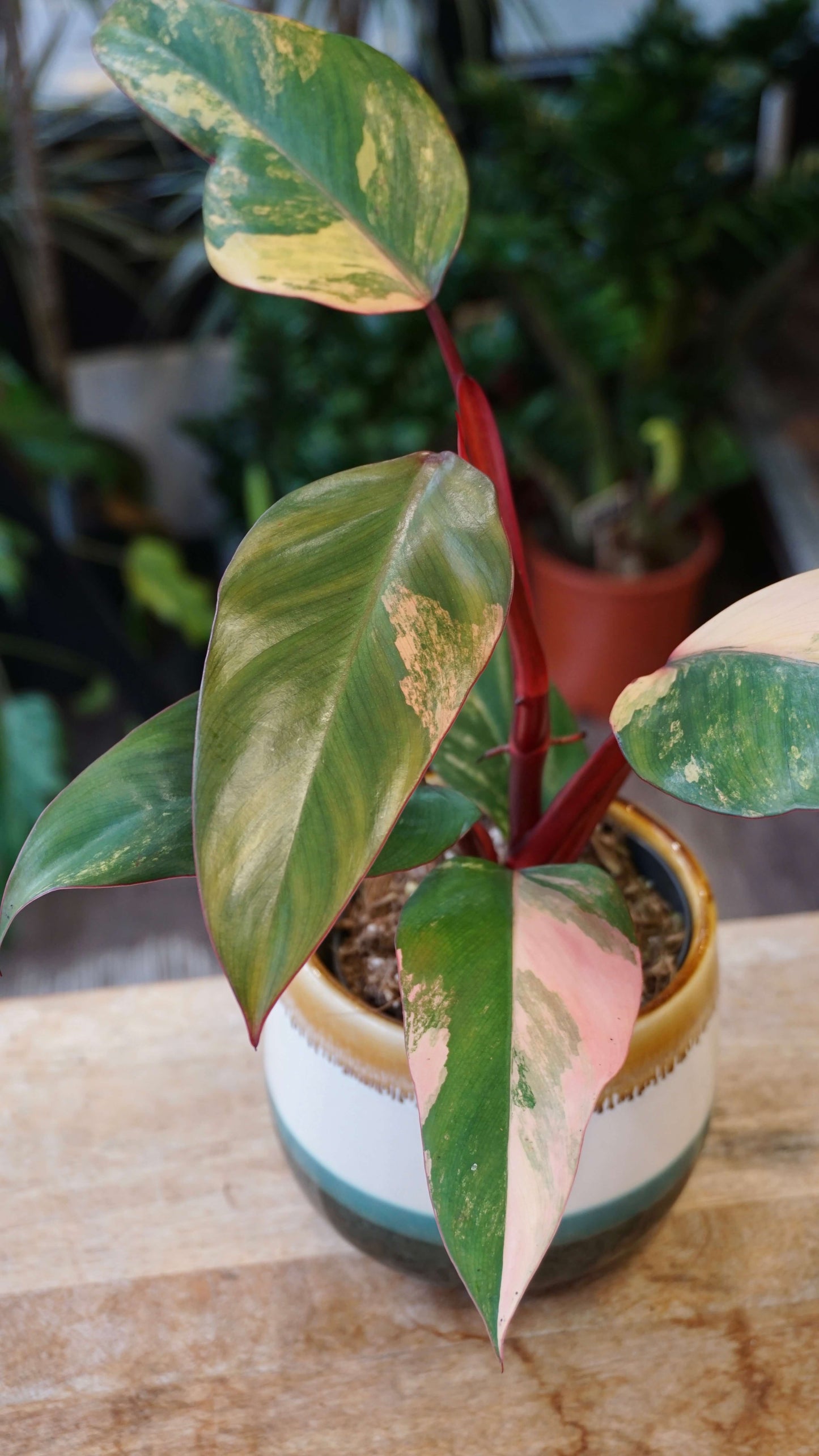 Philodendron Apple Crumble studio plantes rares jungle jardinerie strasbourg rare plant shop online pflanzen
