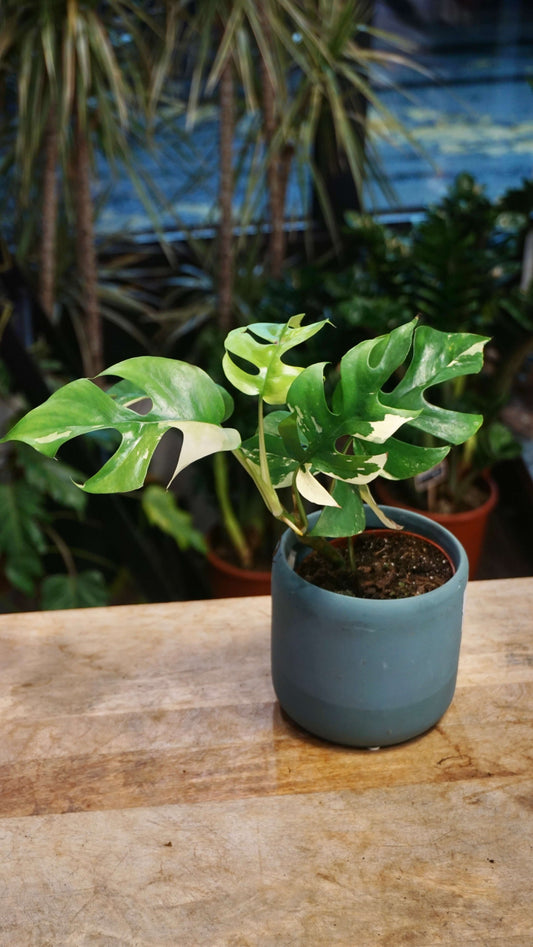Rhaphidophora Tetrasperma Variegata - Monstera Minima Variegata