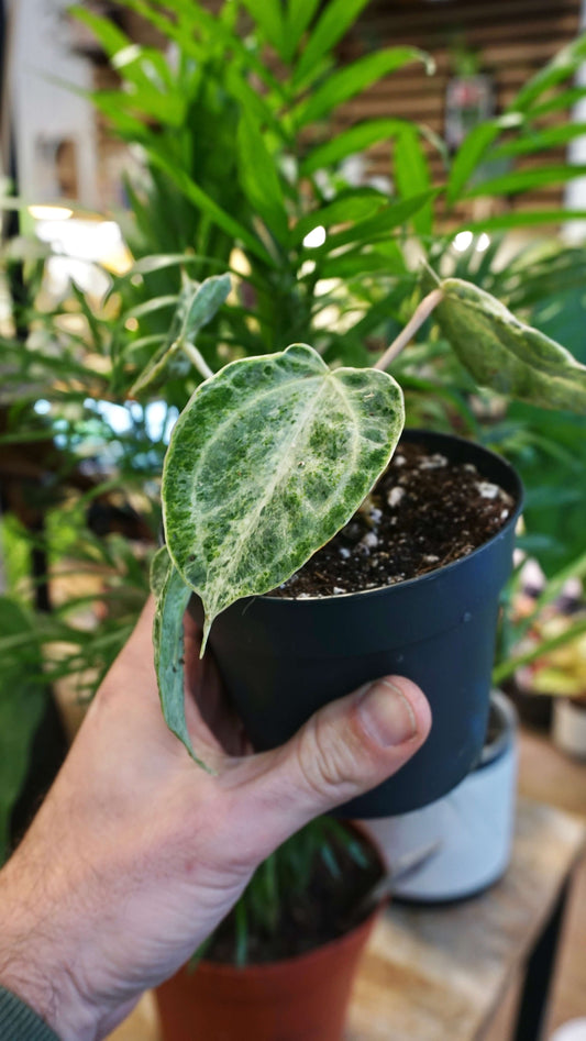 Anthurium Silver Blush Mint (small)