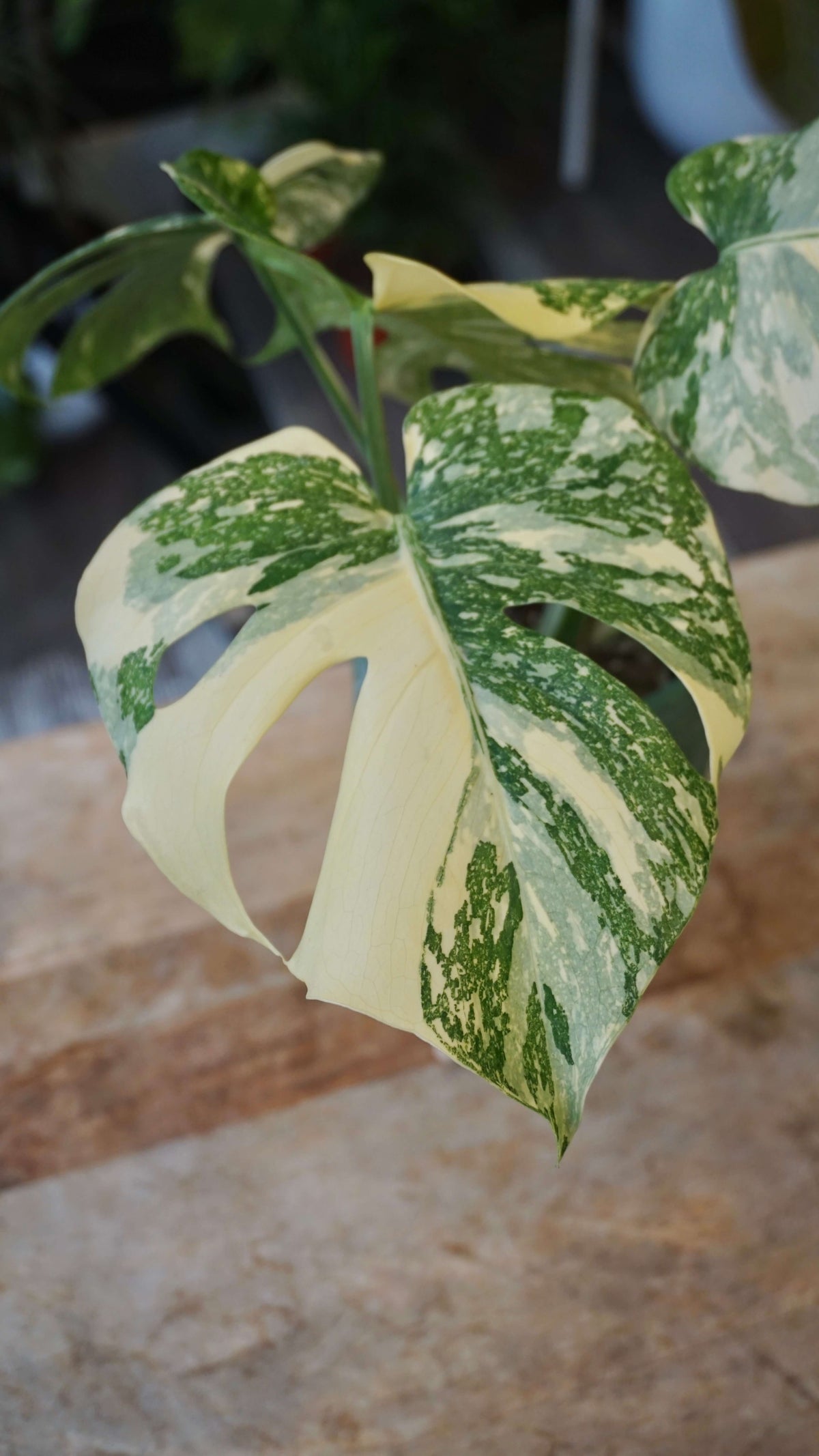 Monstera Crème Brulée studio plantes rares jungle jardinerie strasbourg rare plant shop online planzen