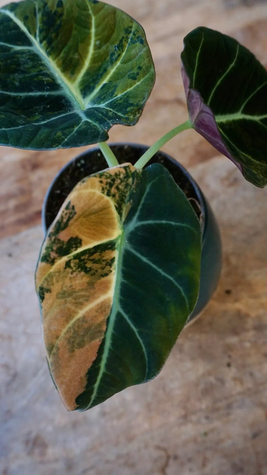 Alocasia Black Velvet Gold studio plantes rares jungle jardinerie strasbourg rare plant shop online pflanzen