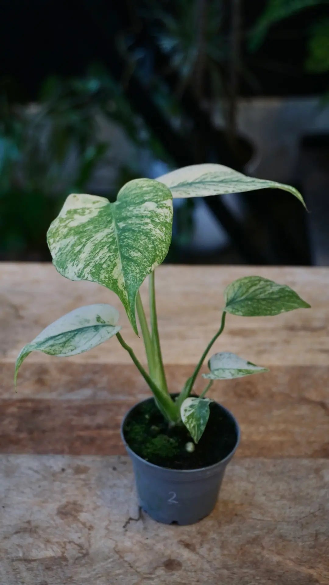 Monstera Legacy | Rare Plant | Plant Studio – Studio Plantes
